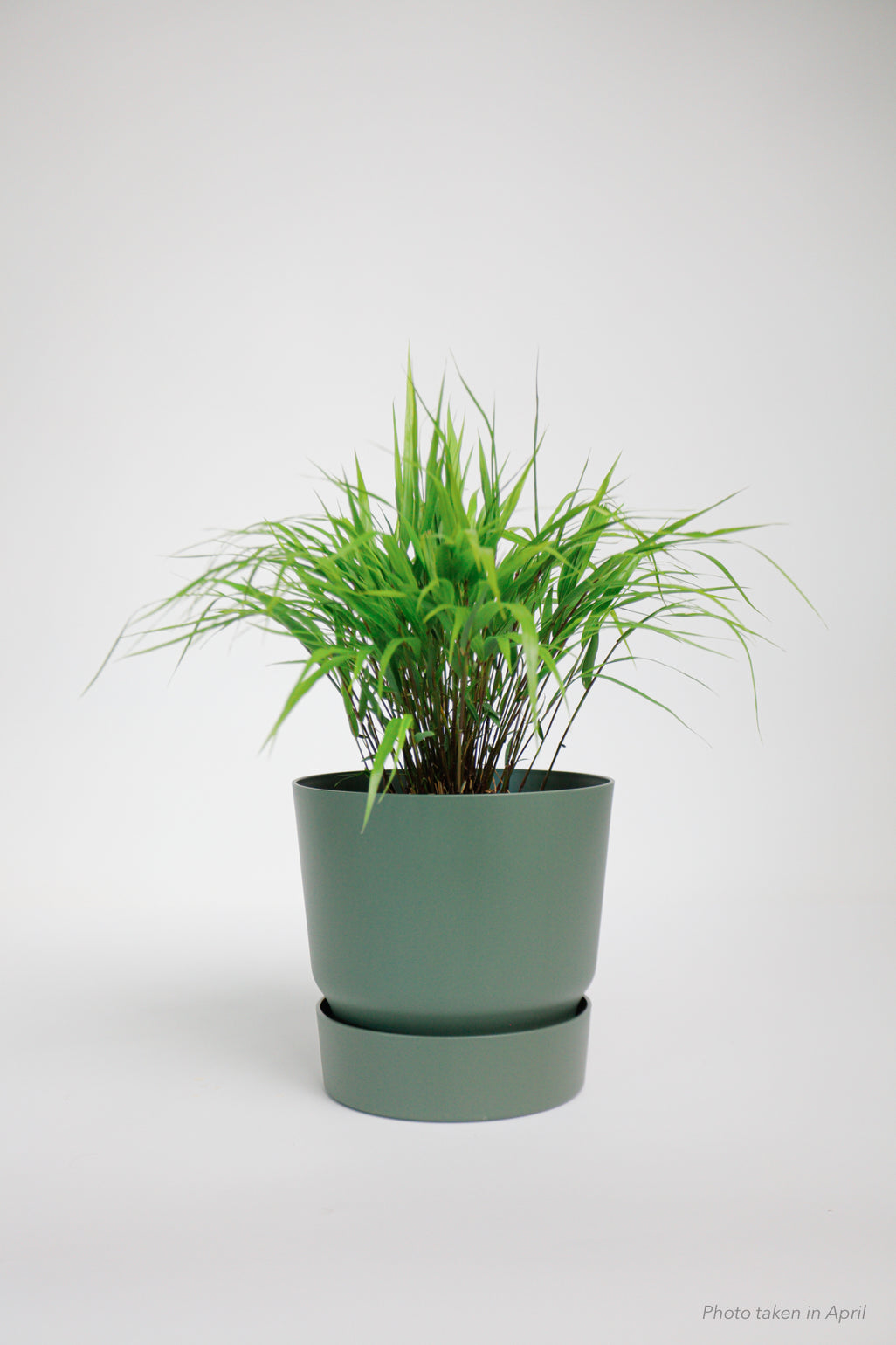 products/SotoProductShootLowQ-2008.jpg